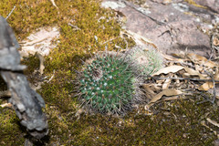 Mammillaria wagneriana