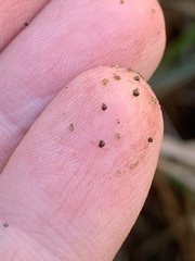 Pyrgulopsis