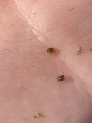 Pyrgulopsis