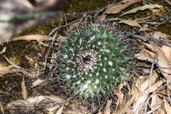 Mammillaria wagneriana