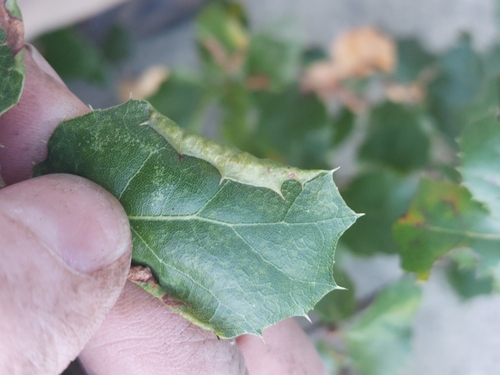 Californian Woolly Oak Aphid photo 5