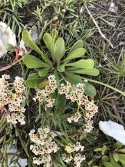 Limonium sinense