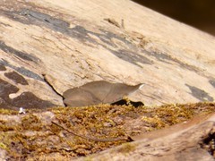 Dophla evelina
