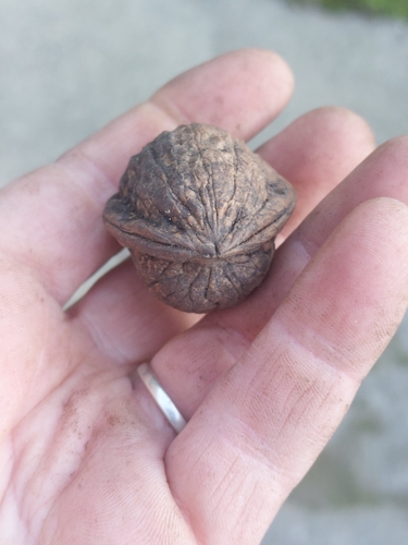 Carpathian walnut