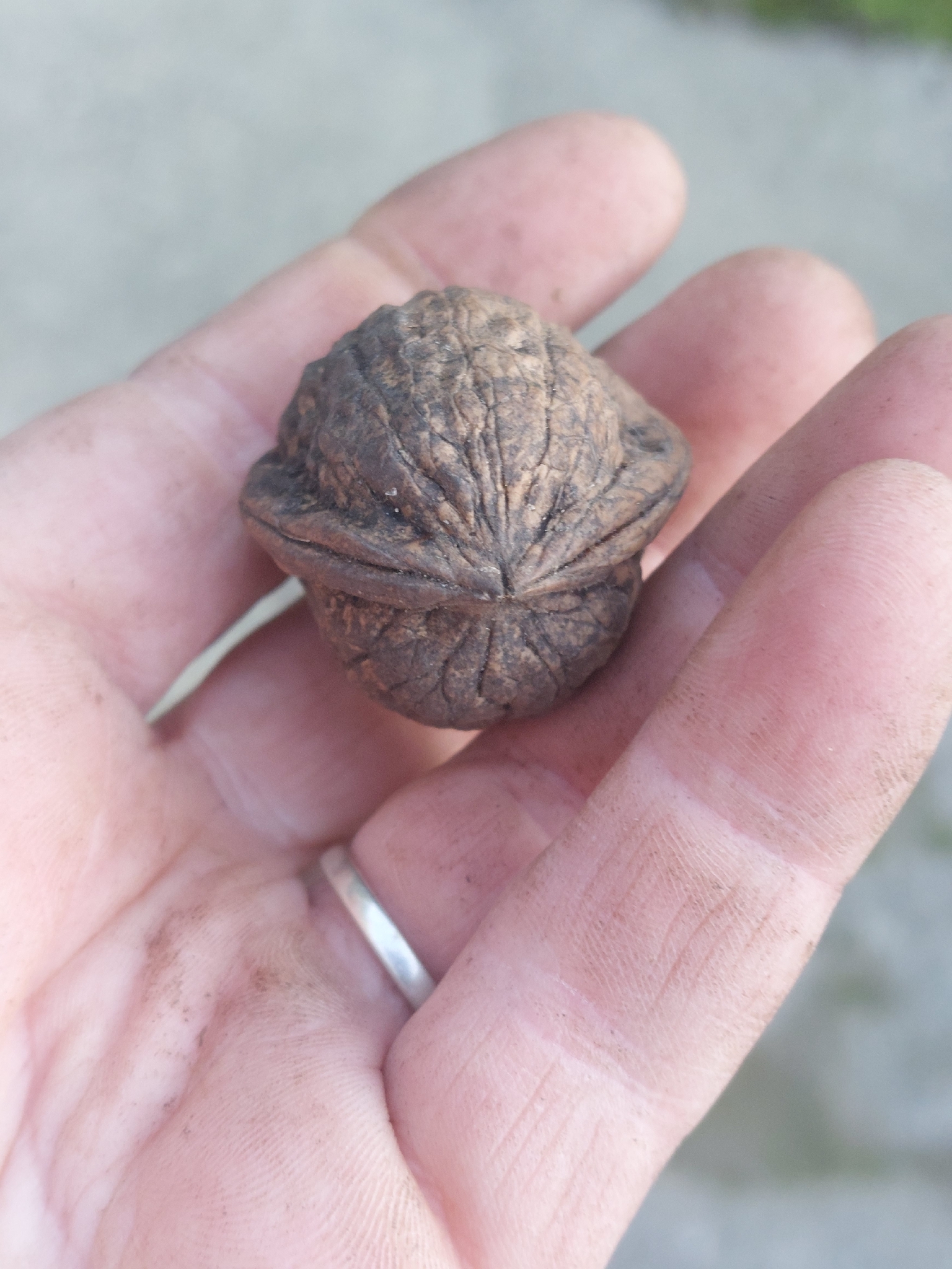 Beispielbild: Walnuss (Juglans regia)