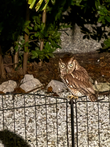 View observation of {o.common_name} on iNaturalist