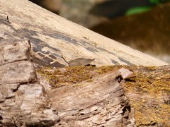 Dophla evelina