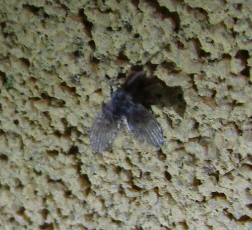 Unknown species found near Hornsby Bend, TX, USA