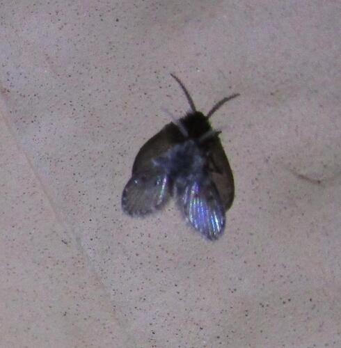Unknown species found near Hornsby Bend, TX, USA