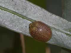 Paropsisterna decolorata