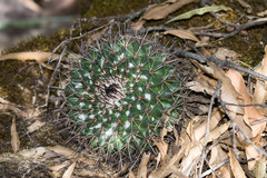 Mammillaria wagneriana