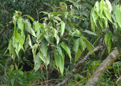 Lithocarpus shinsuiensis