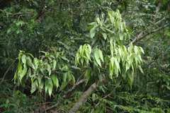 Lithocarpus shinsuiensis