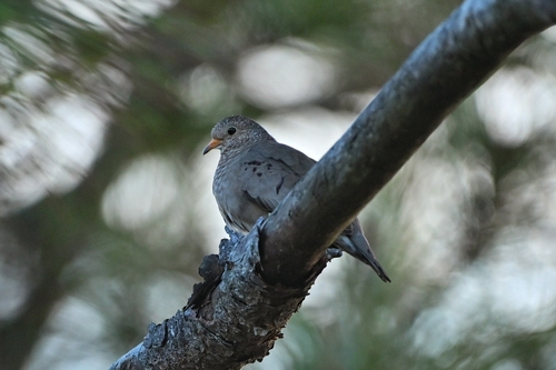 Common Ground Dove (Columbina passerina), photo 9