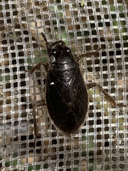 Belostoma saratogae