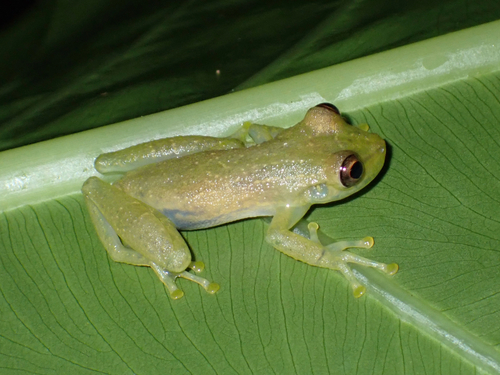 Sipurio Snouted Treefrog, Scinax elaeochroa