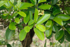 Garcinia multiflora
