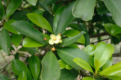 Garcinia multiflora