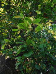 Combretaceae