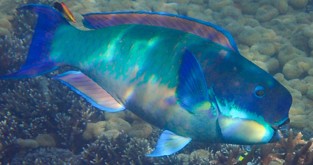 Blunt-head Parrotfish