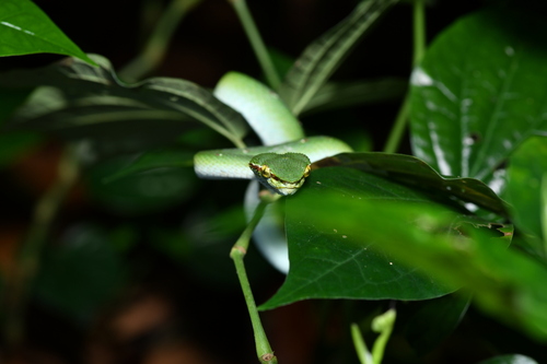 Wagler's Pit Viper