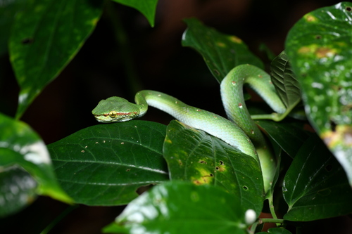 Wagler's Pit Viper