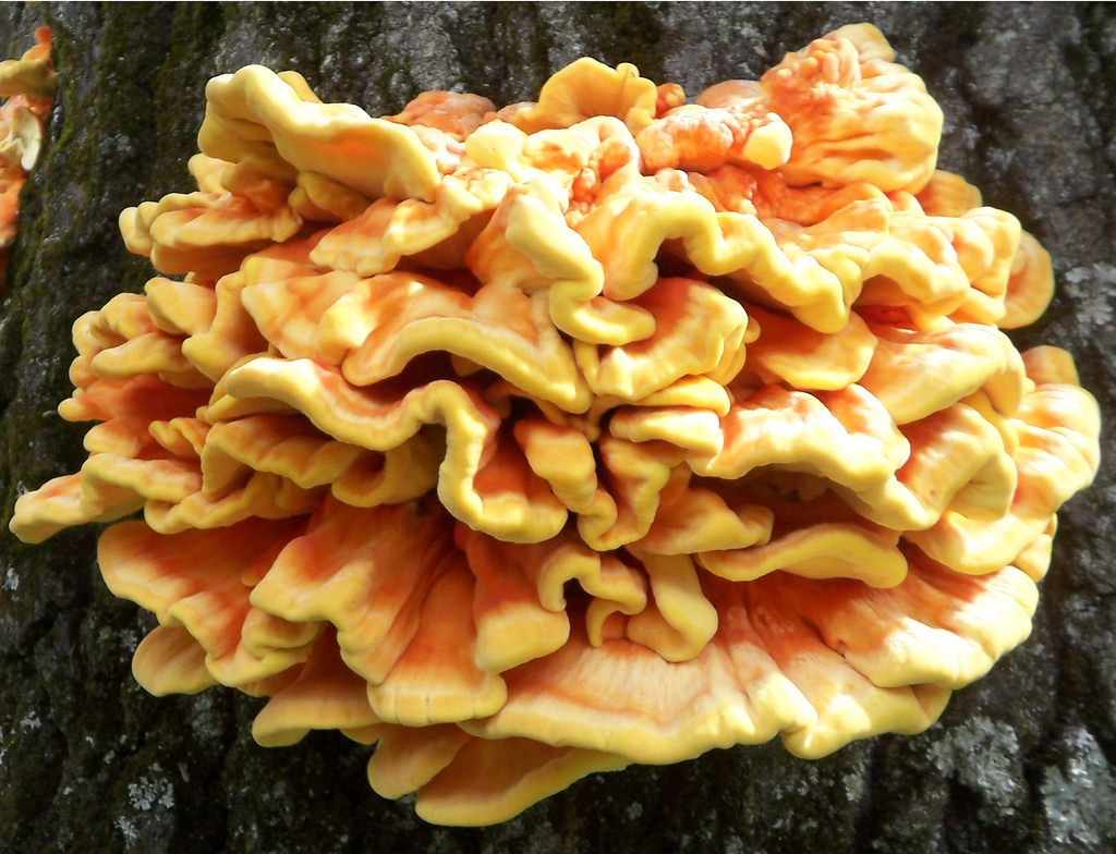Chicken of the Woods - Photo (c) jonathantellerelsberg, some rights reserved (CC BY-NC-SA)