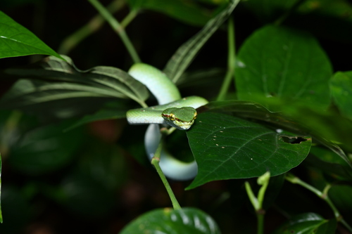 Wagler's Pit Viper