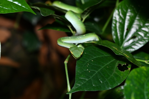 Wagler's Pit Viper