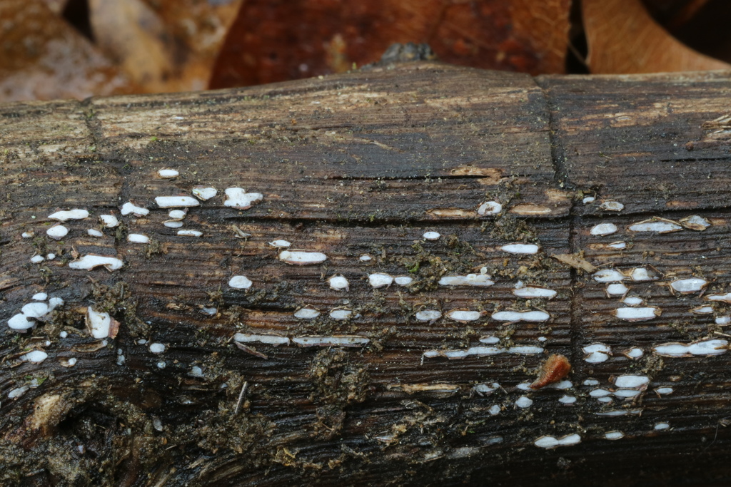 Propolis
