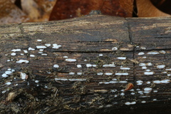 Propolis farinosa