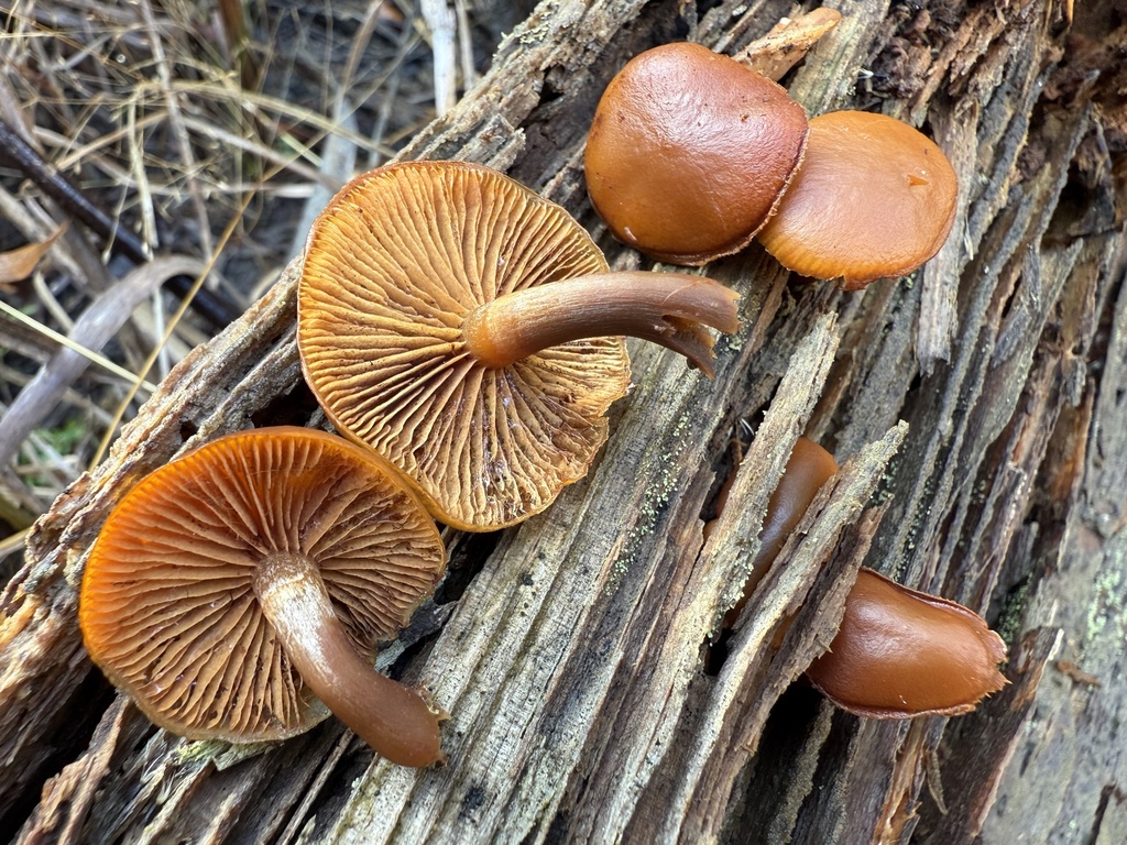 Galerina marginata · January 2026 · photo: © hillcraddock (iNaturalist, cc-by)