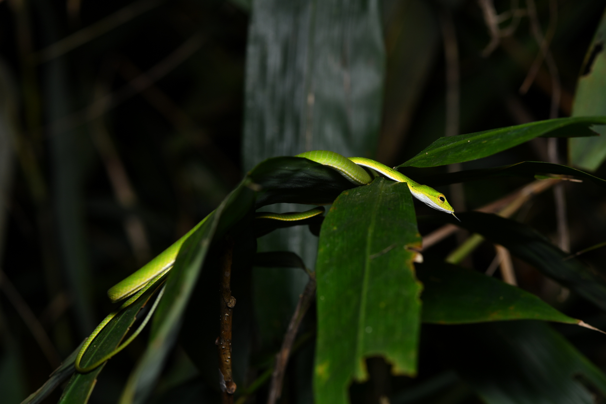 Long-snouted vine snake, Ahaetulla longirostris