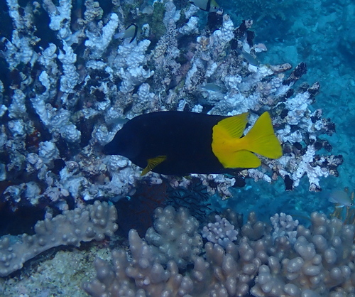 Fiji-foxface (Siganus uspi) — Siganidae — 2