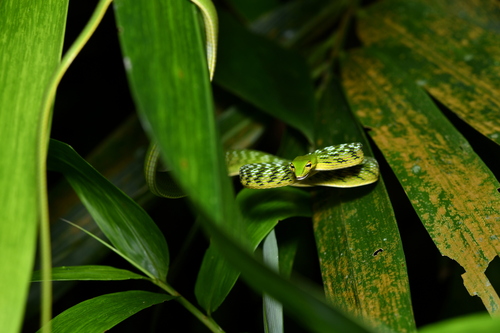 Malayan Whipsnake