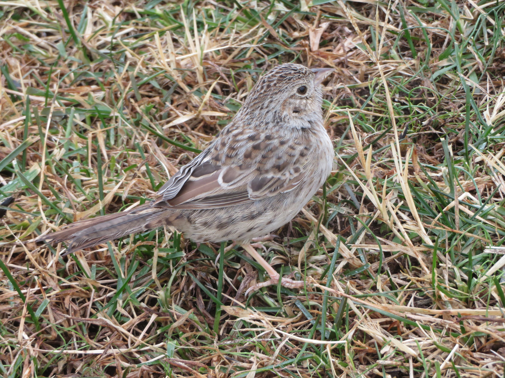 Cassin's Sparrow (Peucaea cassinii), photo 1