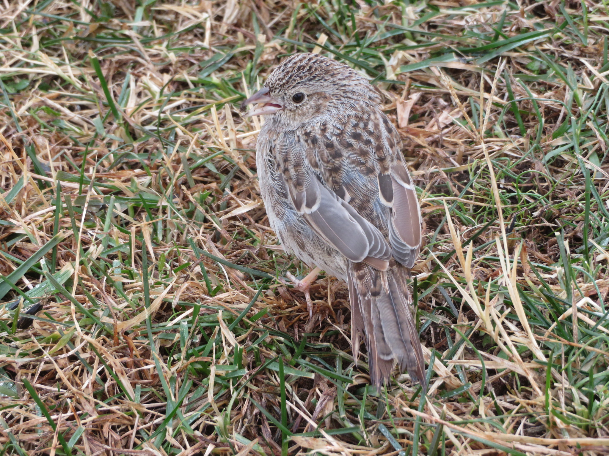 Cassin's Sparrow (Peucaea cassinii), photo 2