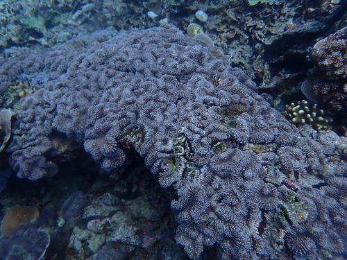 Lobophyllia robusta observed 2025-12-18