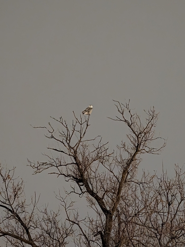 Snowy Owl (Bubo scandiacus), photo 7
