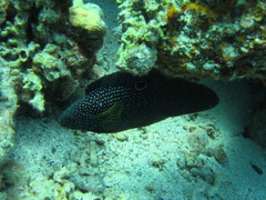 Calloplesiops altivelis