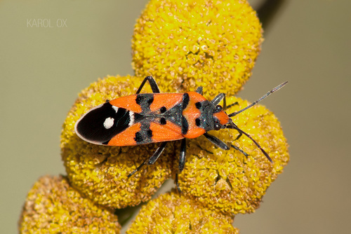 behavka pestrá (Lygaeus equestris)