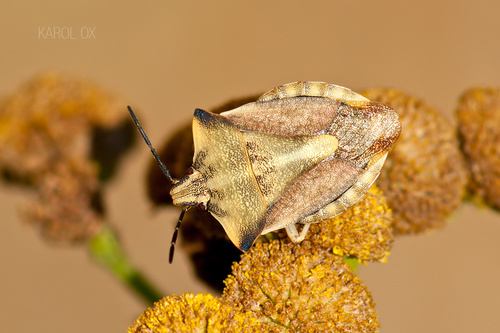bzdocha rohatá (Carpocoris fuscispinus)