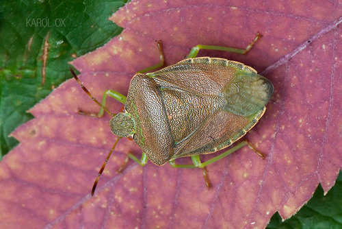 Bzdocha zelenkastá (Palomena prasina)
