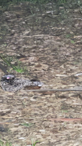 Phalaenoptilus nuttallii observed by ouzel
