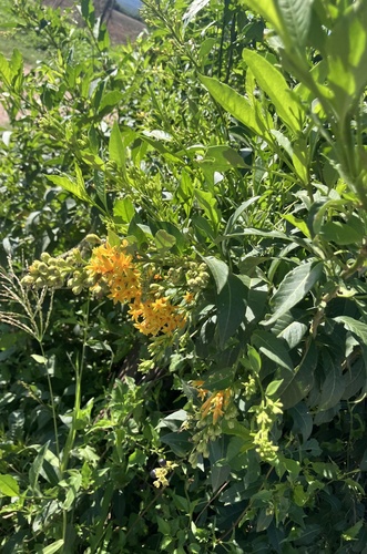 Hardy Willow-Leaved Jessamine (Cestrum lorentzianum)