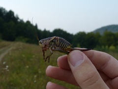 Psorodonotus
