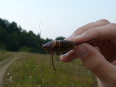 Psorodonotus