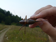 Psorodonotus