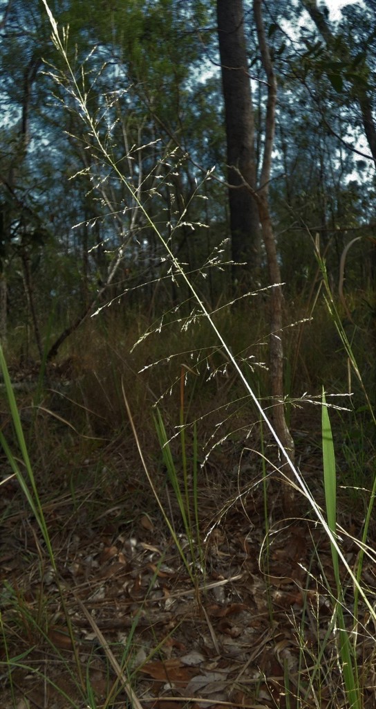 Lax Ratstail Grass Logan Native Grasses · Inaturalist 7656