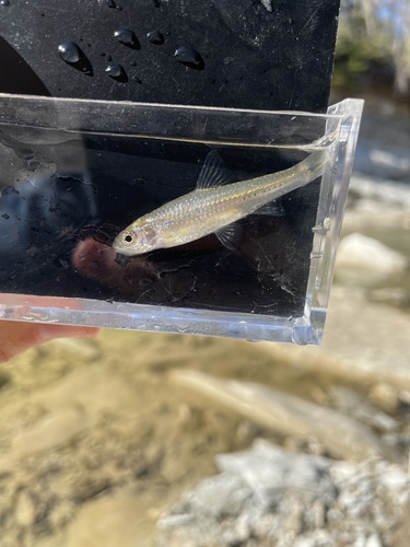 Miniellus multicorniculatus